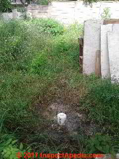 Evidence of sewage backup outdoors near a drain line cleanout (C) InspectApedia.com PG